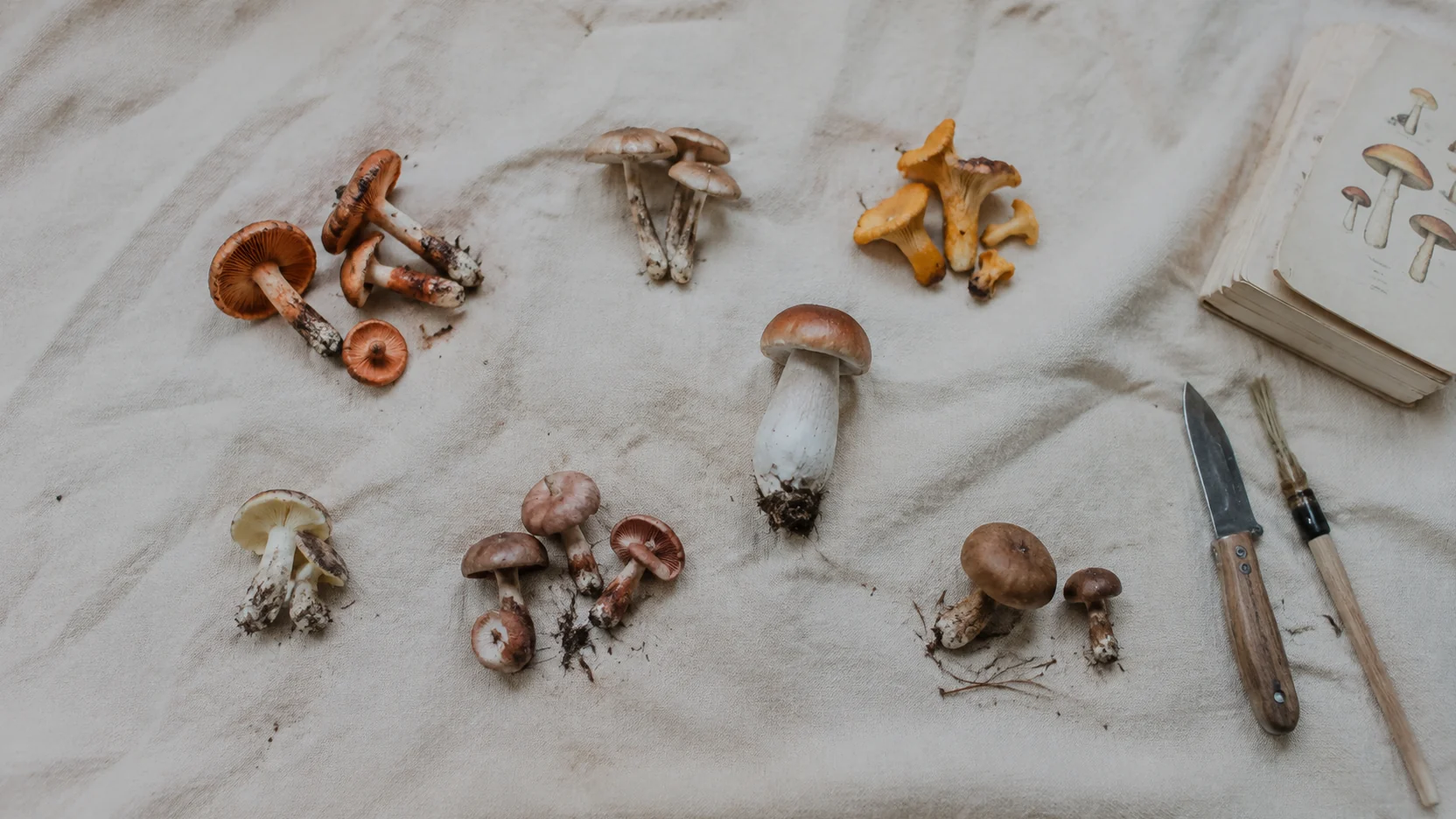 Buscar setas: setas colocadas por especies sobre un paño para identificarlas