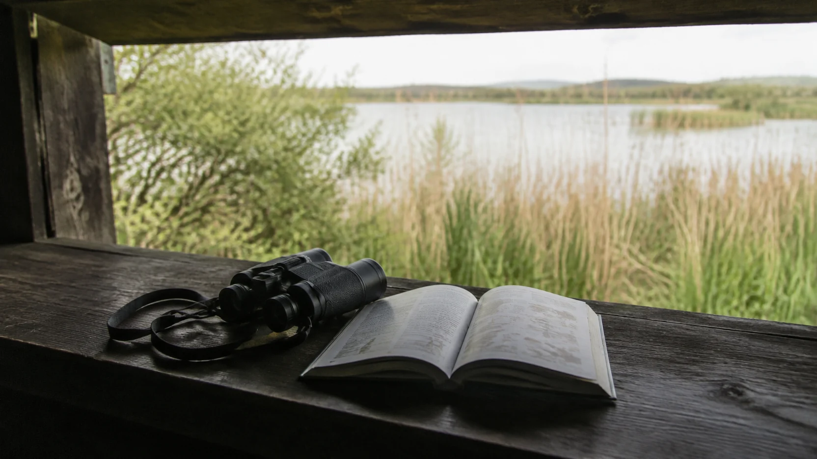 Observación de aves: prismáticos y guía de campo apoyados en la tronera de un observatorio