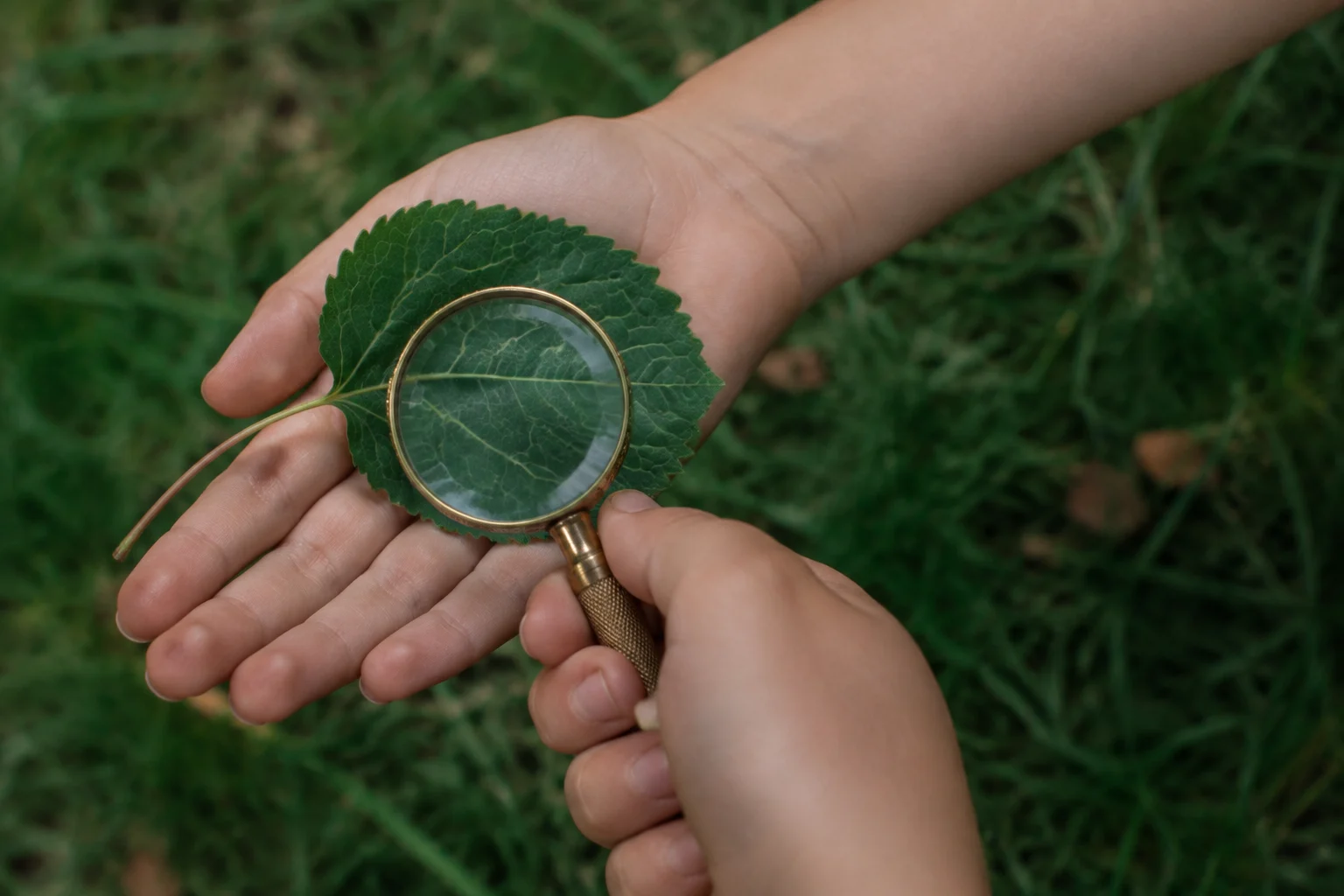 Manos infantiles sosteniendo una lupa sobre una hoja recogida del suelo